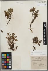 Foto von Salix kitaibeliana Willd.